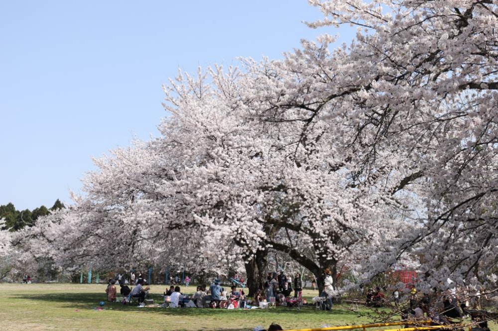 櫻花遍野的遼闊神鍋高原櫻花遍野的遼闊神鍋高原